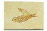 Fossil Fish Plate (Knightia eocaena) - Wyoming #289911-1